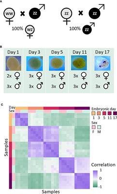 The transcriptional landscape of the giant freshwater prawn: Embryonic development and early sexual differentiation mechanisms